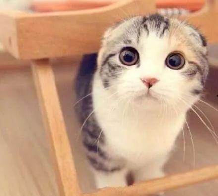 娱乐吃瓜君折耳猫七七,折耳猫的娱乐传奇 第3张 娱乐吃瓜君折耳猫七七,折耳猫的娱乐传奇 第3张